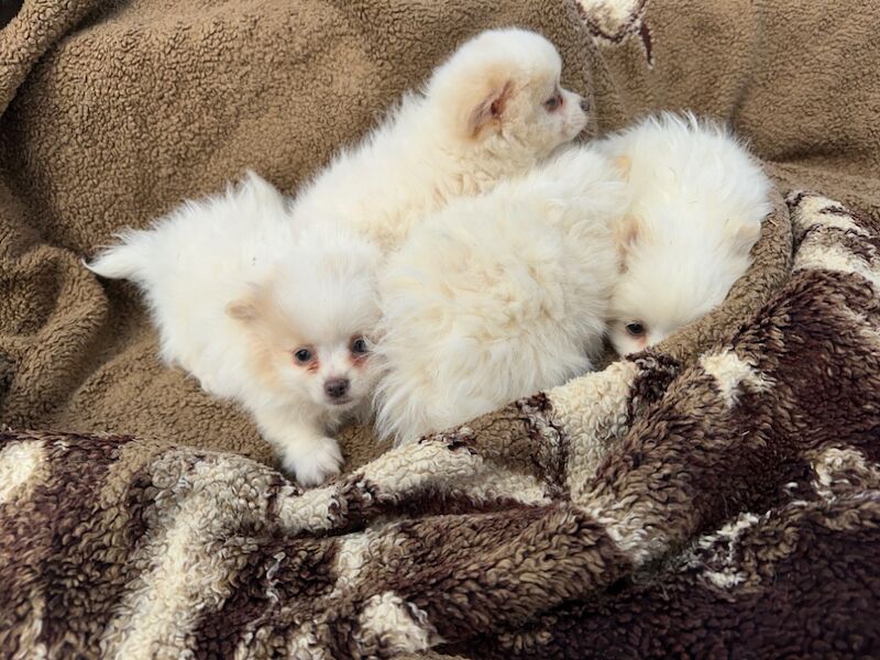 Pomeranian puppies for sale in Peterborough, Cambridgeshire – 9 months old - Image 6 of 15