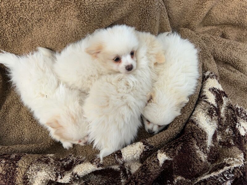 Pomeranian puppies for sale in Peterborough, Cambridgeshire – 9 months old - Image 7 of 15