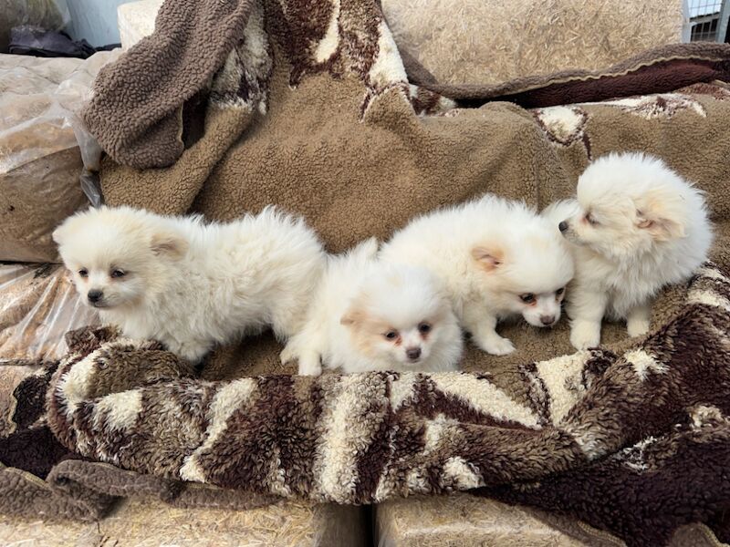 Pomeranian puppies for sale in Peterborough, Cambridgeshire – 9 months old - Image 8 of 15