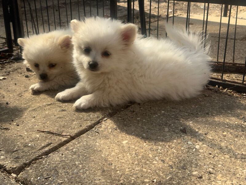 Pomeranian puppies for sale in Peterborough, Cambridgeshire – 9 months old - Image 9 of 15