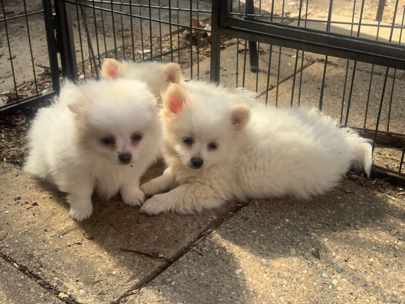 Pomeranian puppies for sale in Peterborough, Cambridgeshire – 9 months old - Image 10 of 15