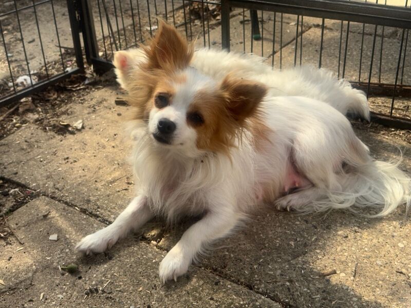 Pomeranian puppies for sale in Peterborough, Cambridgeshire – 9 months old - Image 11 of 15