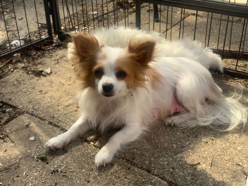 Pomeranian puppies for sale in Peterborough, Cambridgeshire – 9 months old - Image 12 of 15
