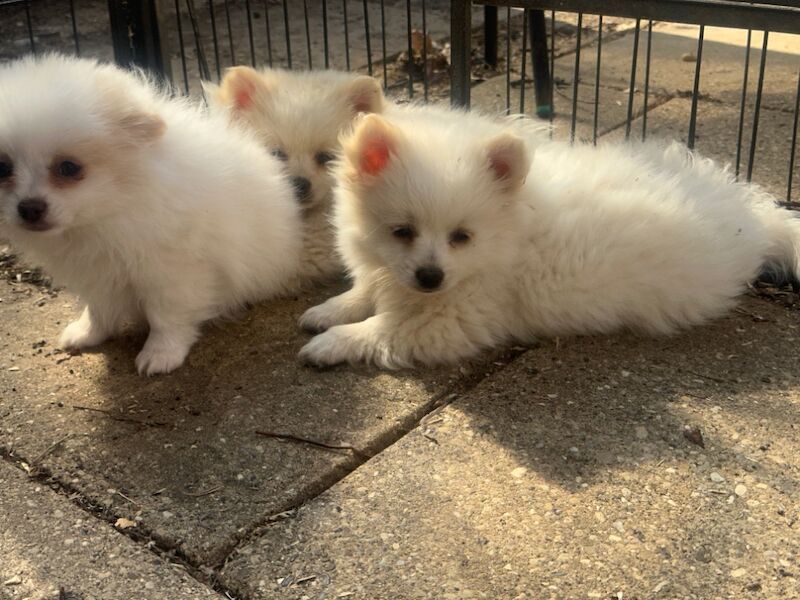 Pomeranian puppies for sale in Peterborough, Cambridgeshire – 9 months old - Image 14 of 15