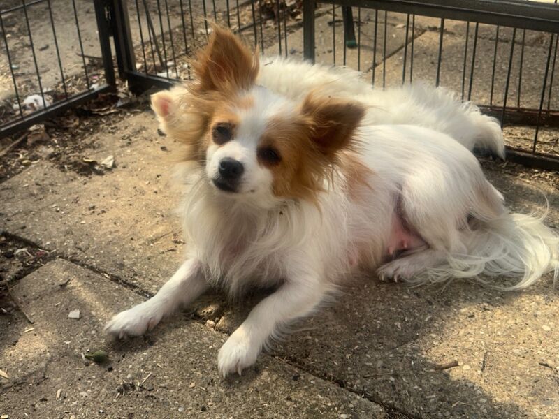 Pomeranian puppies for sale in Peterborough, Cambridgeshire – 9 months old - Image 15 of 15