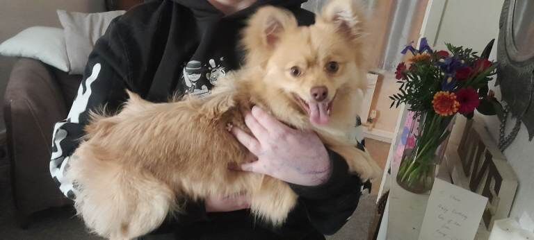 Pomchi