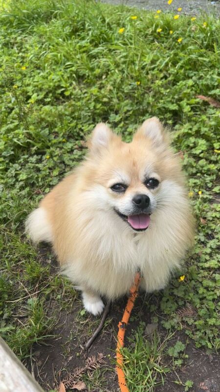 Pomeranian Puppies For Sale Under £1,000