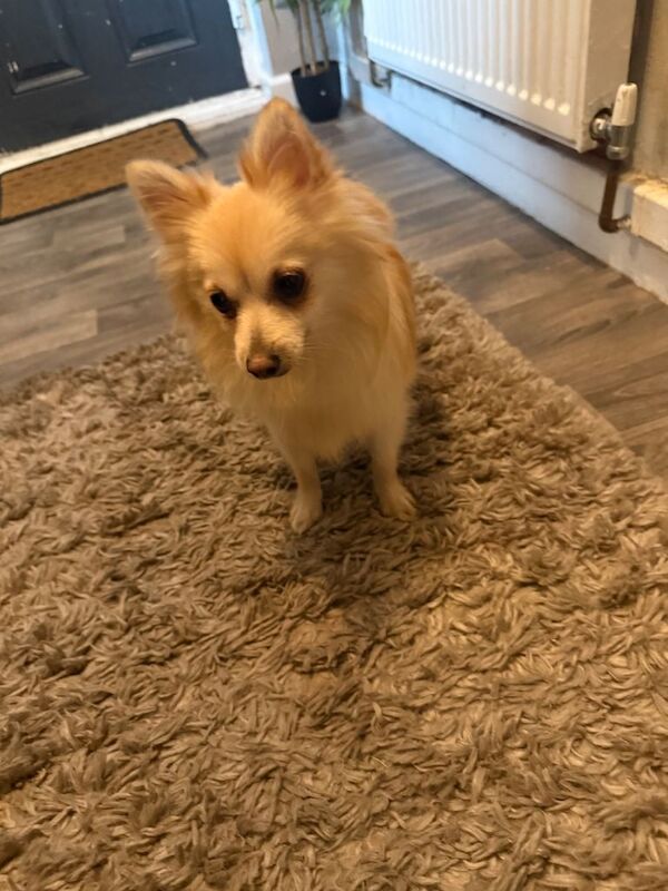 Pomchi