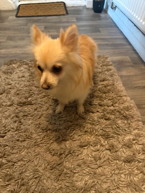 Pomchi - Image 2 of 2