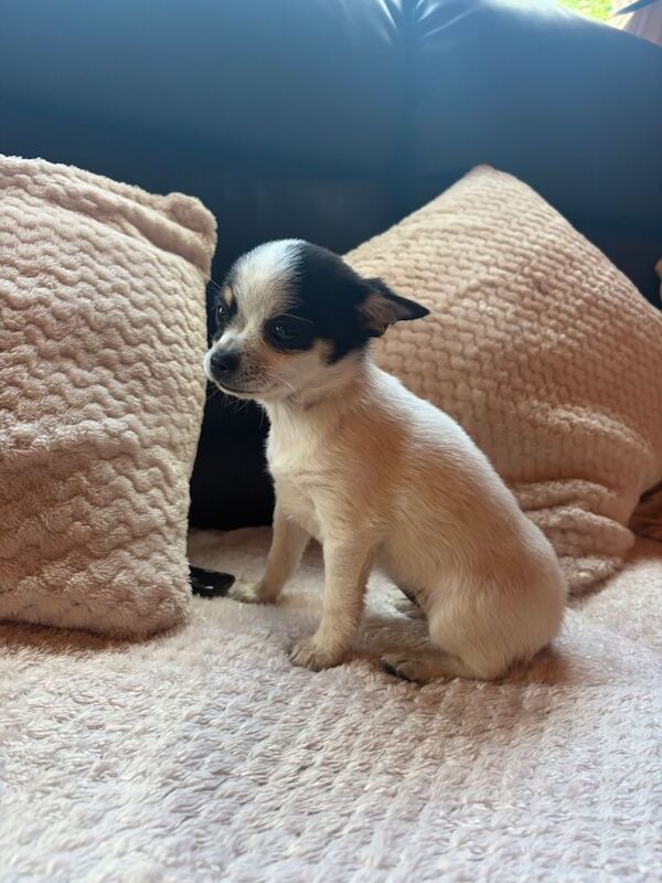 Pomeranian Puppies For Sale