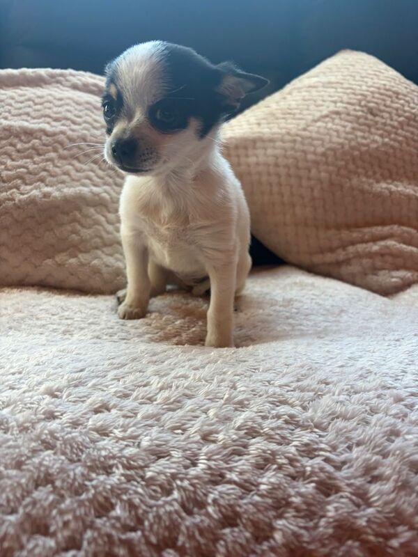 Pomchi girl - Image 2 of 3