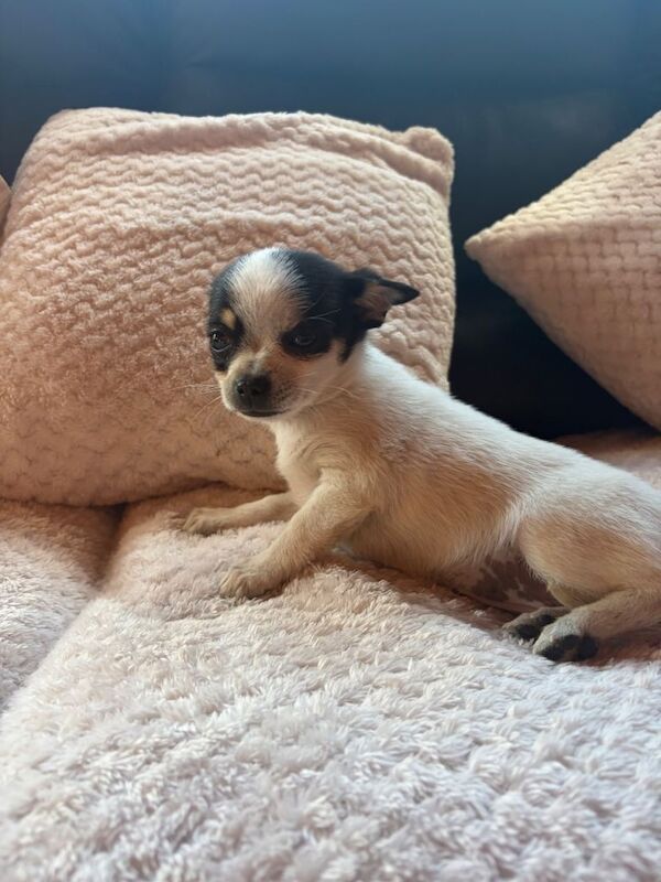 Pomchi girl - Image 3 of 3