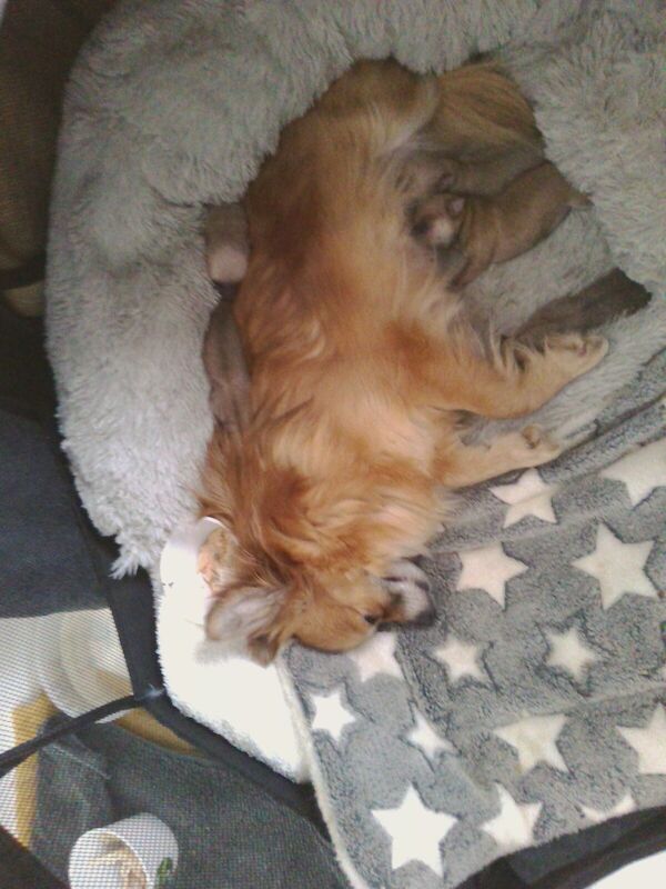 pomchi puppies for sale in Old Harlow, Essex