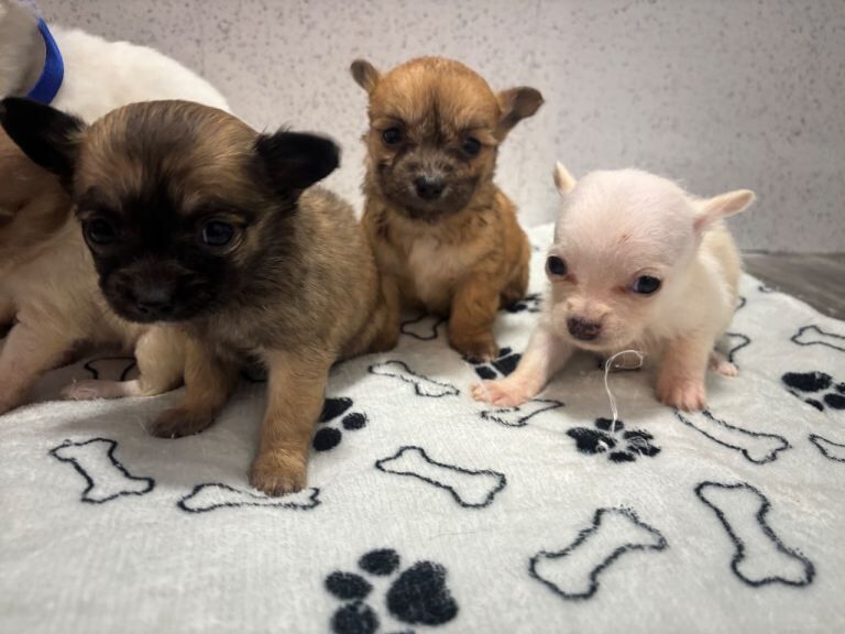 Pomchi puppies - Image 3 of 5