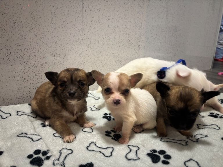 Pomchi puppies - Image 4 of 5