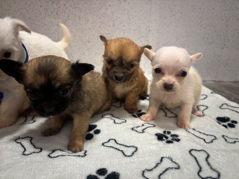 Pomchi puppies - Image 5 of 5