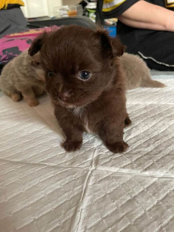 Pomchi puppies