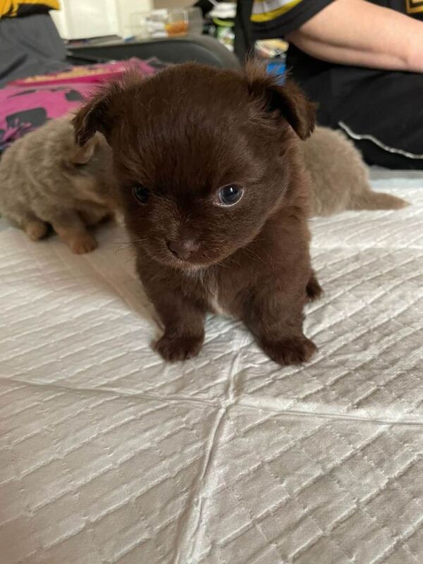 Pomchi puppies - Image 2 of 3