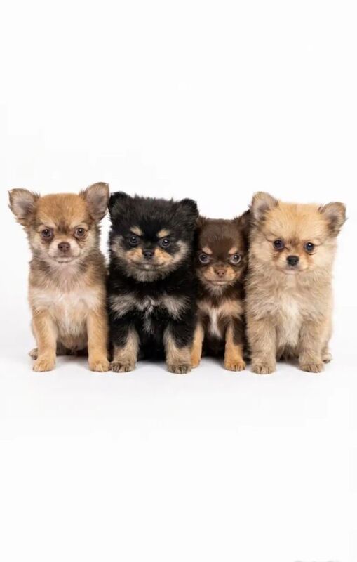 Pomchi puppies - Image 2 of 4