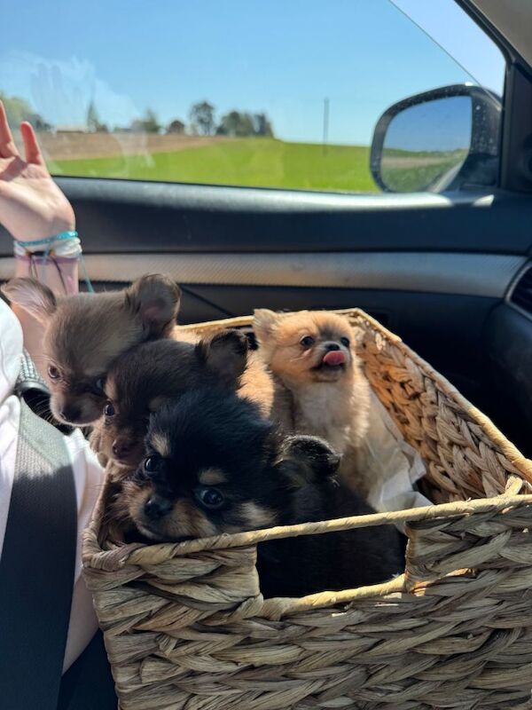 Pomchi puppies - Image 3 of 4