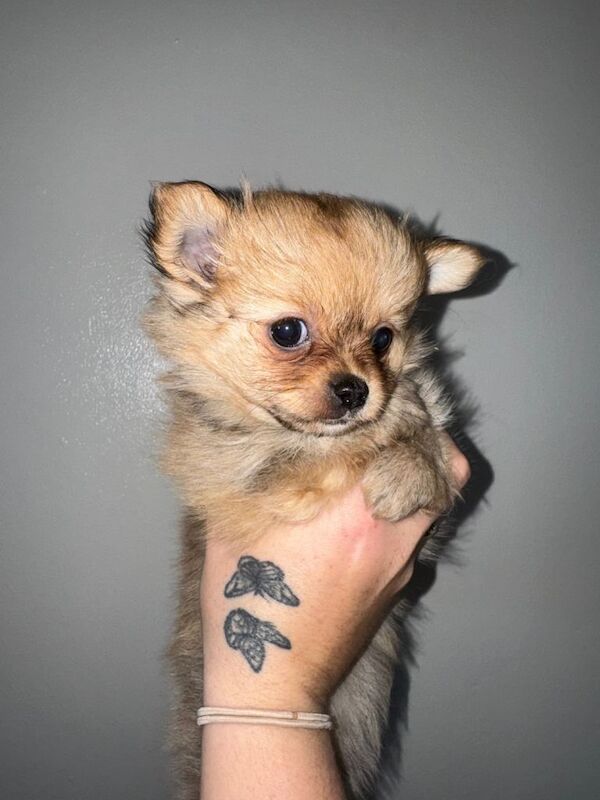 Pomchi puppies - Image 4 of 4