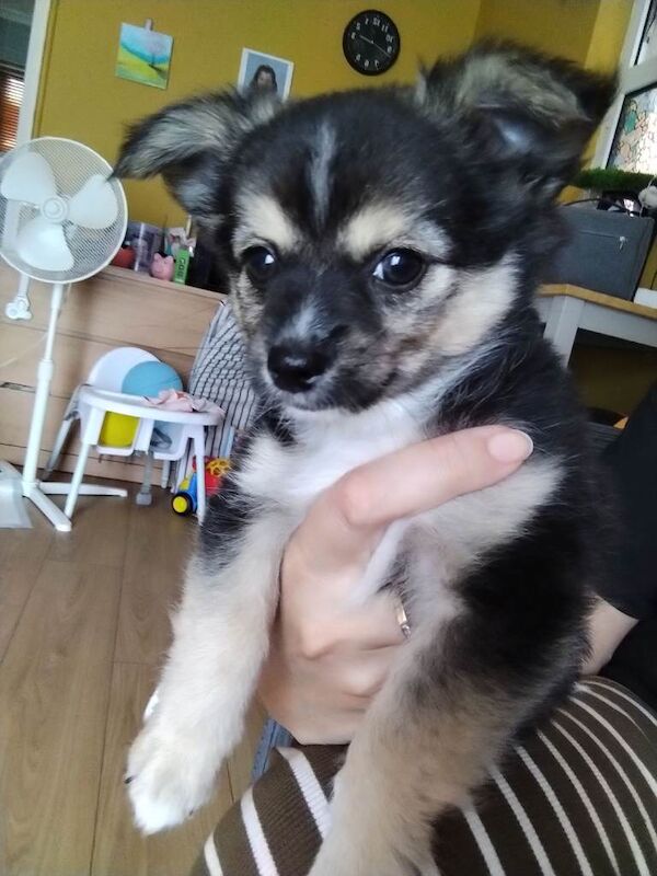 Pomchi puppies for sale