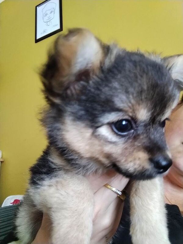 Pomchi puppies for sale - Image 2 of 5