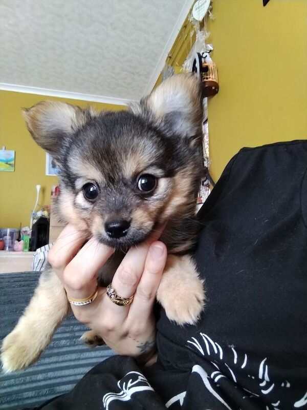 Pomchi puppies for sale - Image 3 of 5