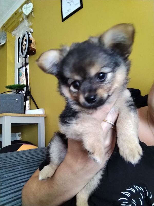 Pomchi puppies for sale - Image 4 of 5