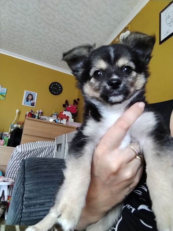 Pomchi puppies for sale - Image 5 of 5