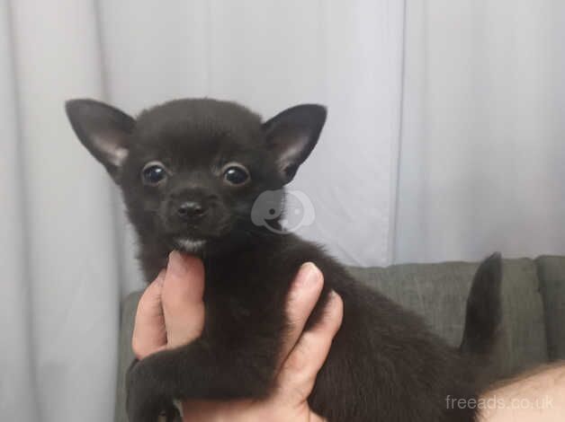 Pomeranian puppies for sale in Dagenham, Barking & Dagenham, Greater London – 1 year old - Image 2 of 5