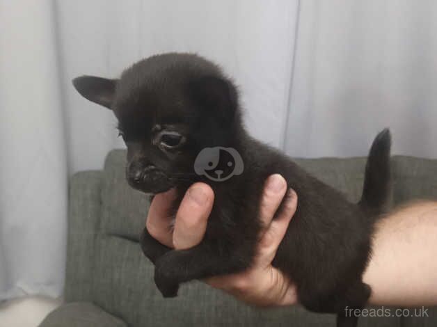 Pomeranian puppies for sale in Dagenham, Barking & Dagenham, Greater London – 1 year old - Image 4 of 5