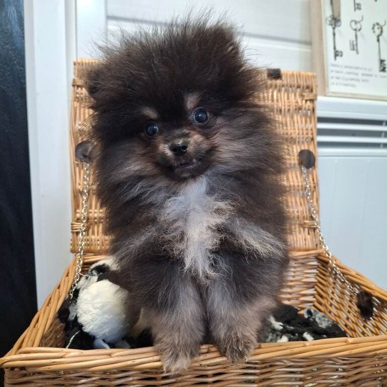 Pomeranian Puppies For Sale