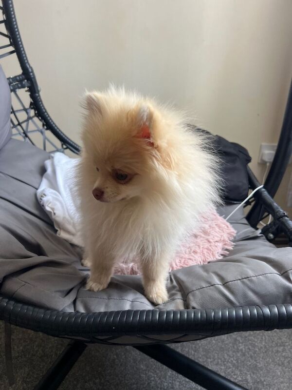 Pomerainian Pure Bred