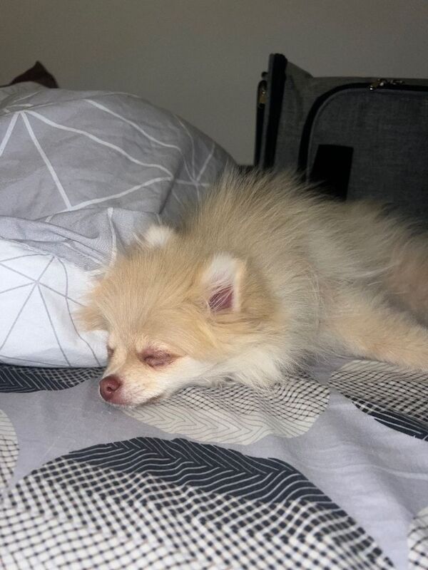 Pomerainian Pure Bred - Image 2 of 3