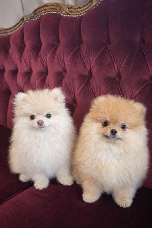 Pomerainian Pure Bred - Image 3 of 3