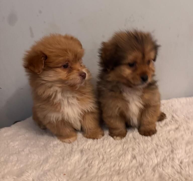 Pomeranian puppies for sale in Cumbernauld, Dunbartonshire – 9 weeks old