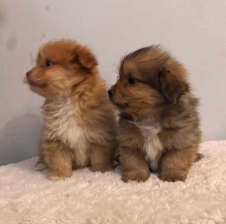 Pomerainian x shihpoo puppies - Image 2 of 4