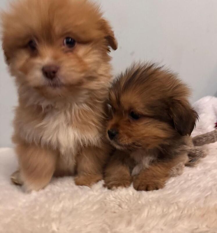 Pomerainian x shihpoo puppies - Image 4 of 4