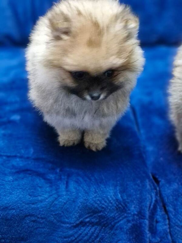 Pomeramian mini - Image 3 of 3