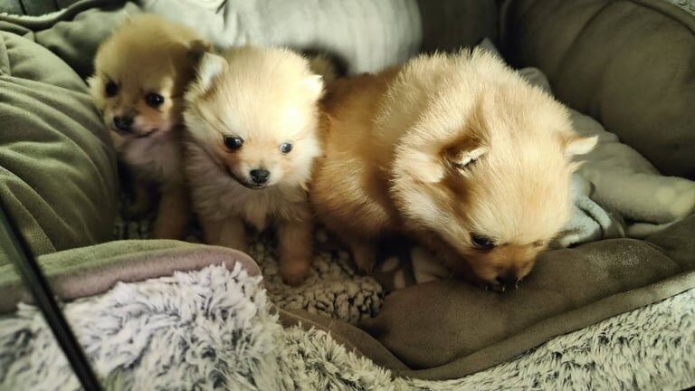 Pomeranian puppies for sale in Darlington, County Durham – 1 year old - Image 2 of 3