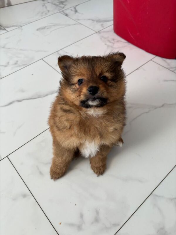 Pomeranian 2 - Image 2 of 4