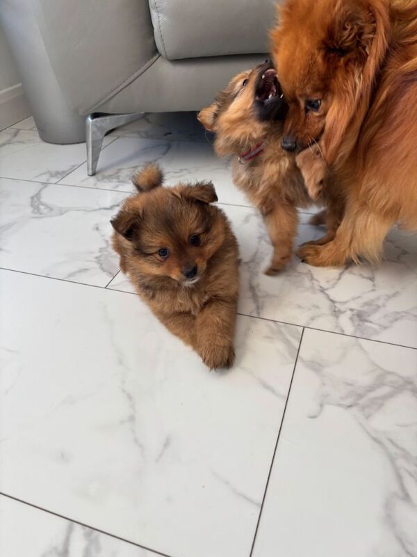Pomeranian 2 - Image 3 of 4