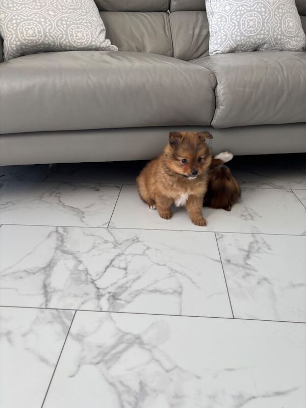 Pomeranian 2 - Image 4 of 4
