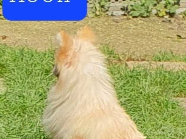 Pomeranian puppies for sale in Horsham, Worcestershire – KC registered, 1 year old - Image 1 of 5