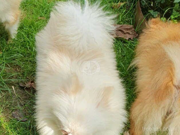 Pomeranian puppies for sale in Horsham, Worcestershire – KC registered, 1 year old - Image 2 of 5