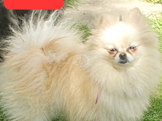 Pomeranian puppies for sale in Horsham, Worcestershire – KC registered, 1 year old - Image 3 of 5