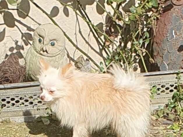 Pomeranian puppies for sale in Horsham, Worcestershire – KC registered, 1 year old - Image 4 of 5