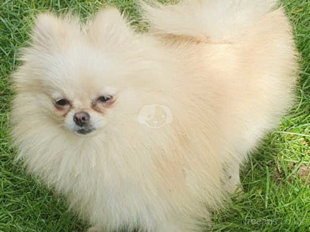 Pomeranian puppies for sale in Horsham, Worcestershire – KC registered, 1 year old - Image 5 of 5