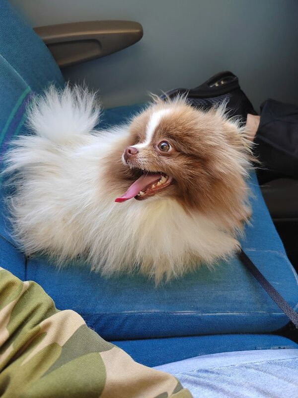 Pomeranian for sale in Ilford, Redbridge, Greater London | Image 2